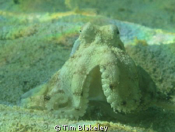 Found in a beer bottle! by Tim Blakeley 